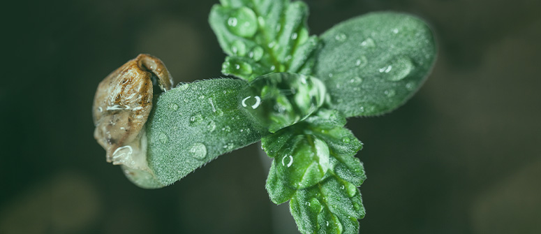 When can seedlings go outside?